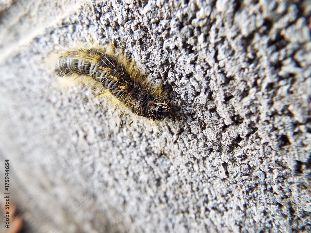 モンクロシャチホコ larva of moth