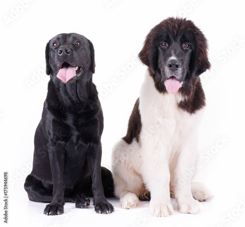 group of different breed dog isolated in front white background