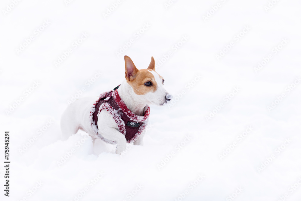 Dog with funny nose covered with snow wearing warm winter harness Dog with funny nose covered with snow wearing warm winter harness