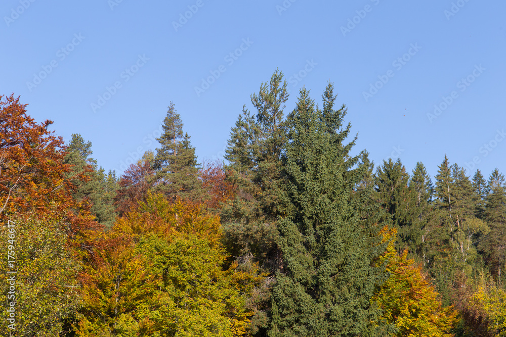 Herbstlicher Mischwald Herbstlicher Mischwald