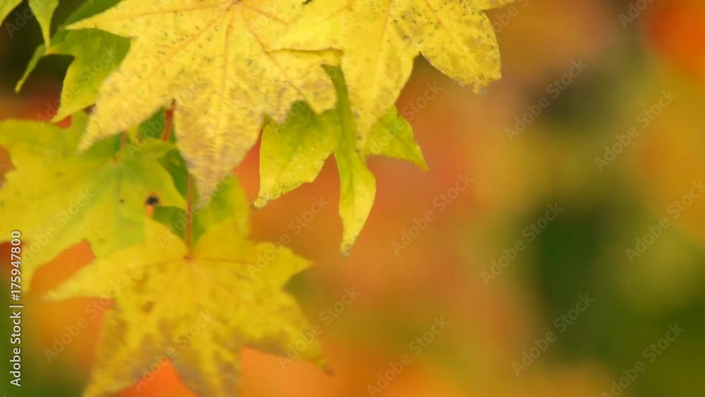 紅葉 紅葉