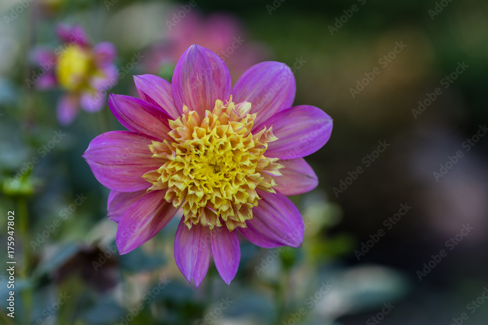 Dahlia Honey Dahlia Honey