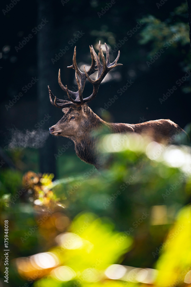 Obraz premium Jeleń (cervus elaphus) w wilgotnym lesie jesienią.