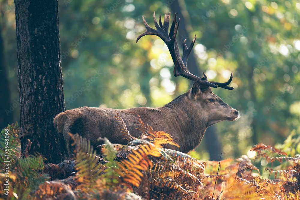 Obraz premium Red deer stag in ferns in autumn forest.