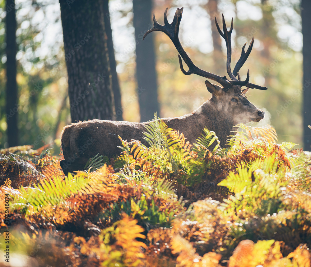 Obraz premium Red deer stag in ferns in autumn forest.