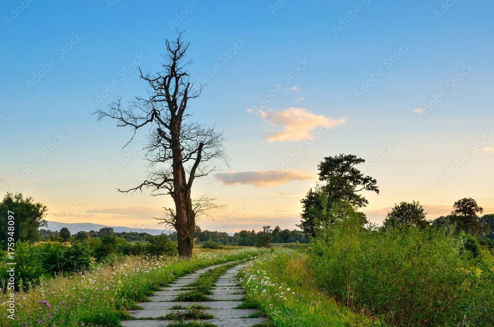 Beautiful summer landscape. Road and lonely tree with colored sky in the background.