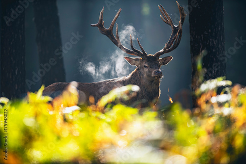 Red deer stag (cervus elaphus) in misty autumn forest.