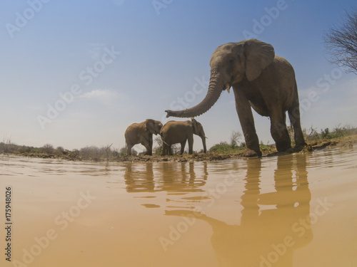 African Elephants drink at river