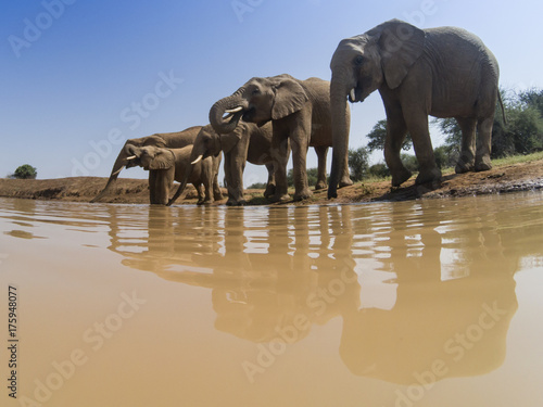 African Elephants drink at river