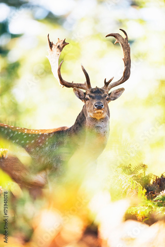 Fallow deer buck (dama dama) between ferns in fall forest.