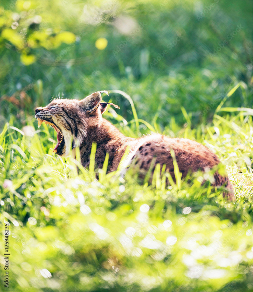 Yawning lynx (lynx lynx) lying in grass backlit by sunlight.