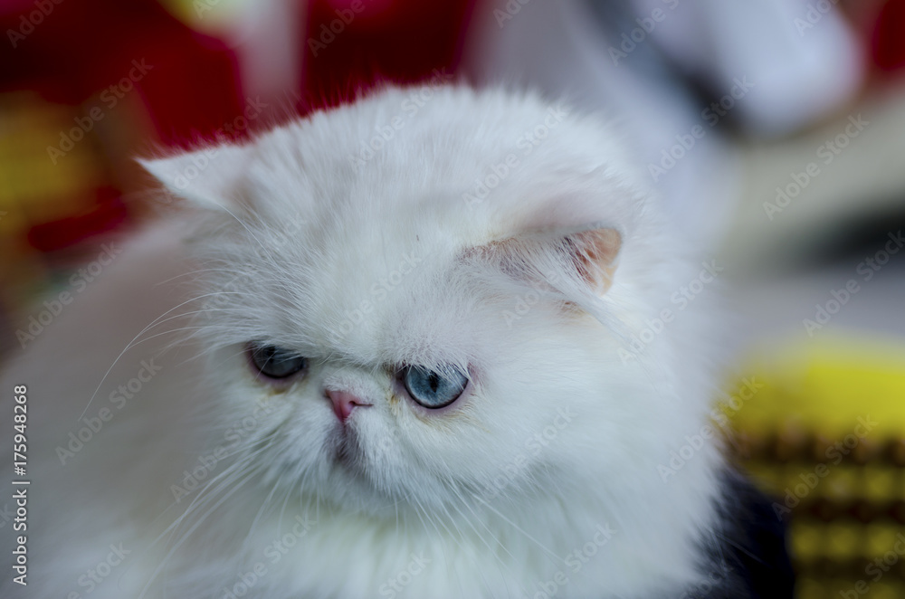 Fototapeta premium White persian cat,Big blue eyes cat