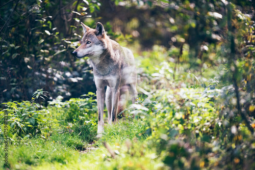 Timber wolf (Canis lupus) on grass in bushes.