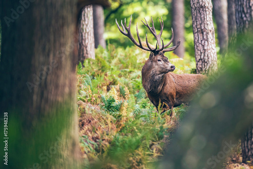 Red deer stag between ferns in autumn forest. © ysbrandcosijn