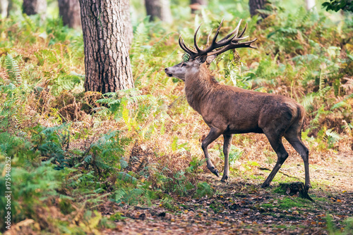 Red deer stag with ferns in antlers crossing path in fall forest.