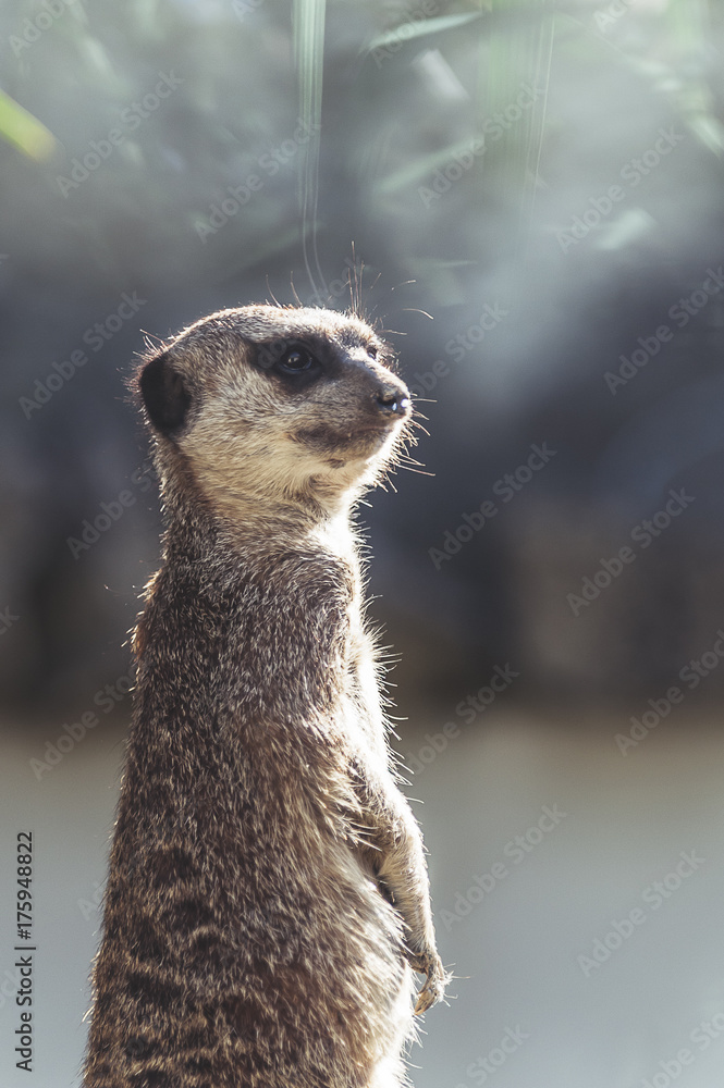 Fototapeta premium Suricate