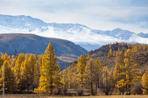 View of yellow autumn forest on a background of the mountain North-Chuya ridge of Altai Republic, Russia.