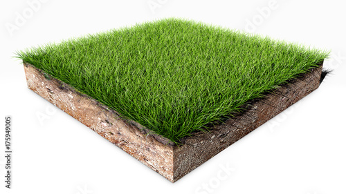 Fototapeta Kawałek zielonej trawy
