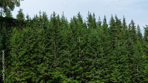 Evergreen forests covering the Carpathian mountains