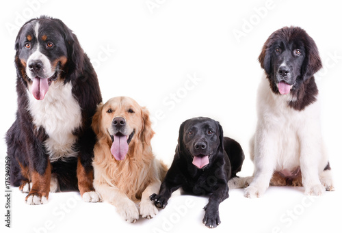 group of different breed dog isolated in front white background