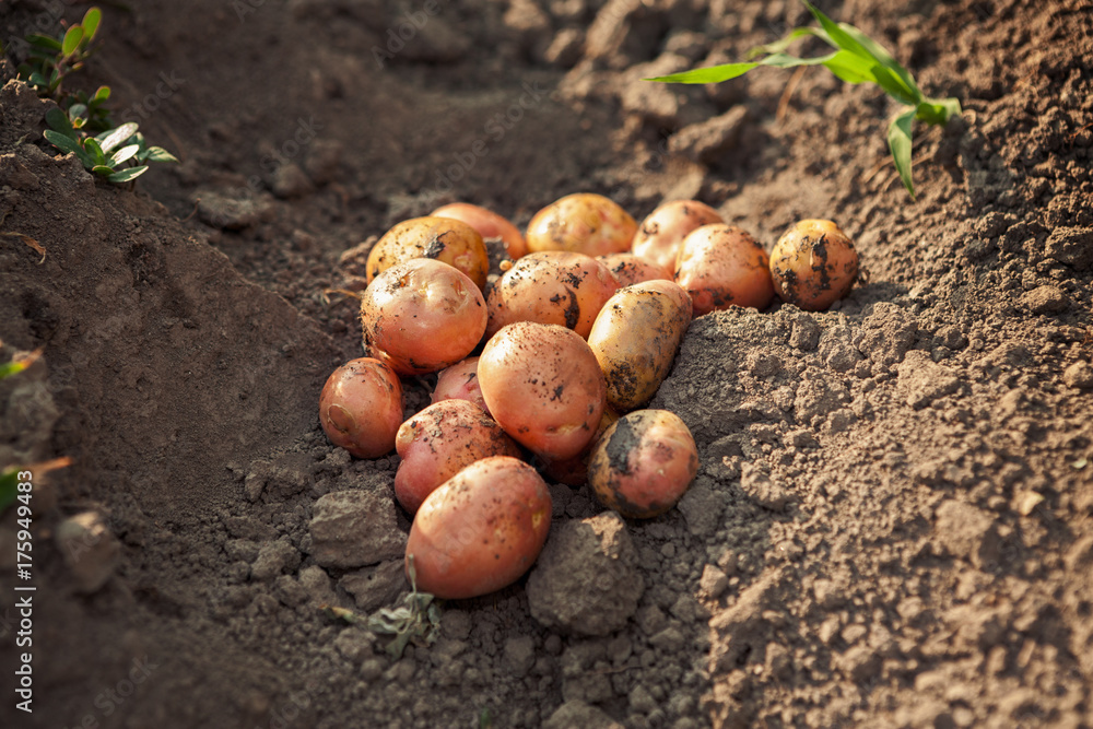 Picked potato on garden ground Picked potato on garden ground