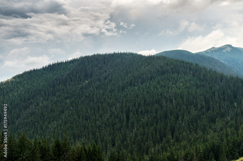Evergreen forests covering the Carpathian mountains