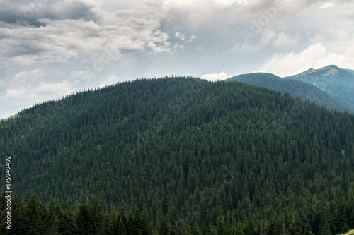Evergreen forests covering the Carpathian mountains © Oleksandr Masnyi