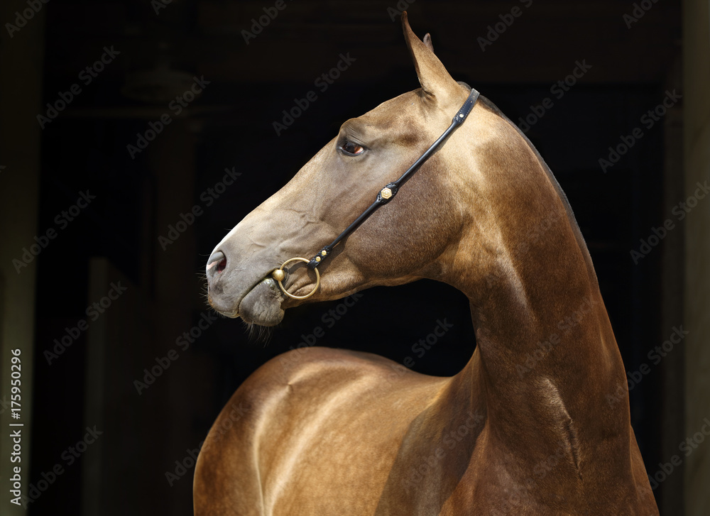 Akhal-Teke horses in a stud farm, Ashgabat, Turkmenistan