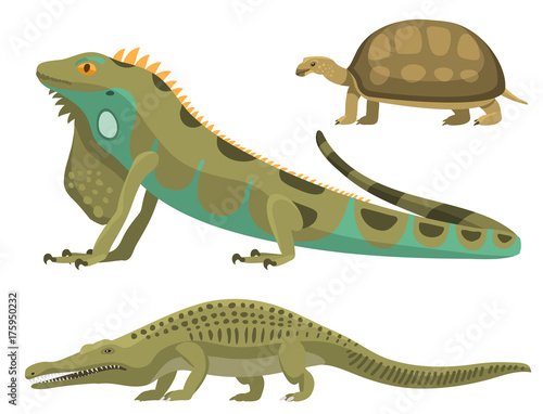 Reptile and amphibian colorful fauna vector illustration reptiloid predator reptiles animals.