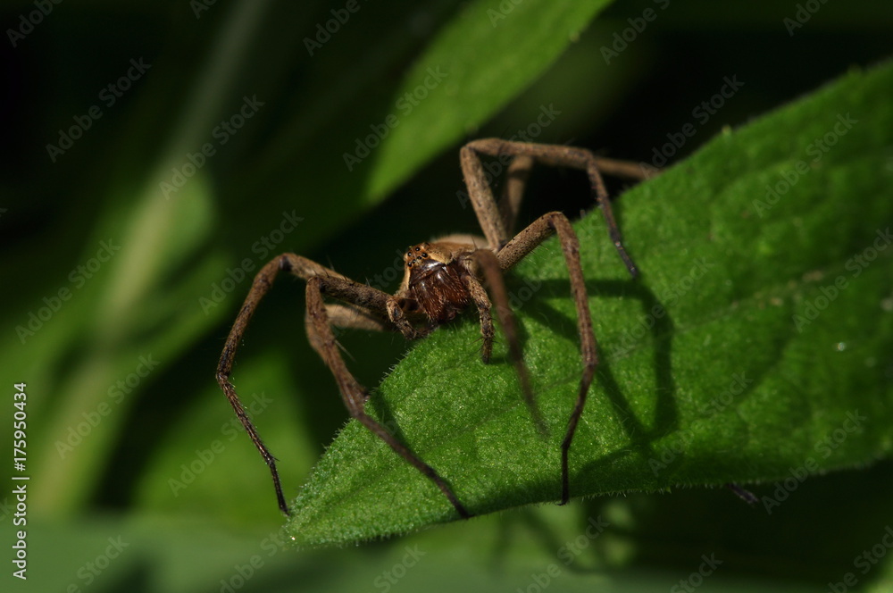 araignée araignée
