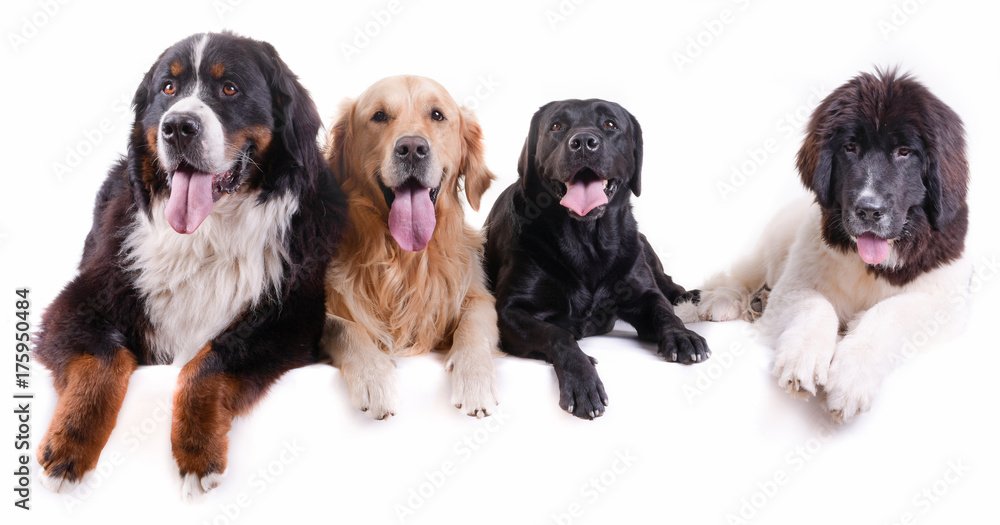 Fototapeta premium group of different breed dog isolated in front white background