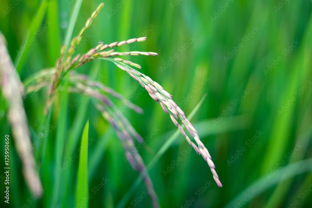 Close up Riceberry Rice on fields farming in thailand Close up Riceberry Rice on fields farming in thailand