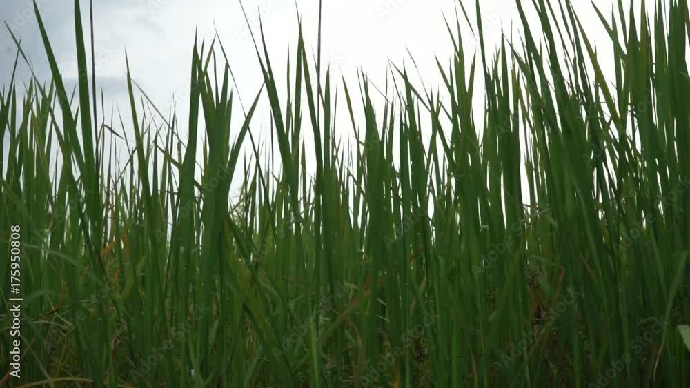 Green rice field background
Green rice field background