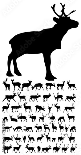 vector, isolated silhouette of a deer, collection