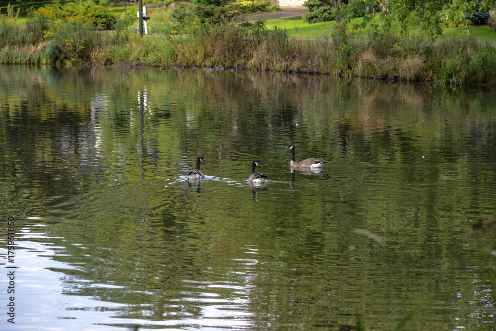 Geese in lake
