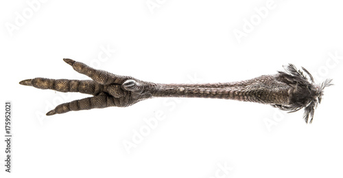 bird leg  paw  isolated on a white a background