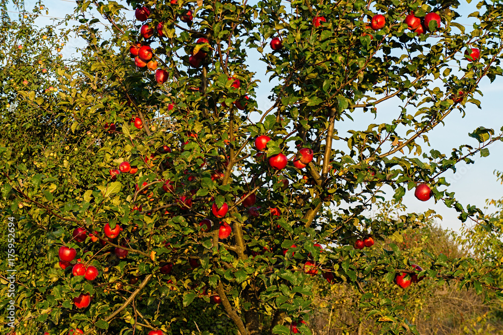 Garden autumn with apple harvest