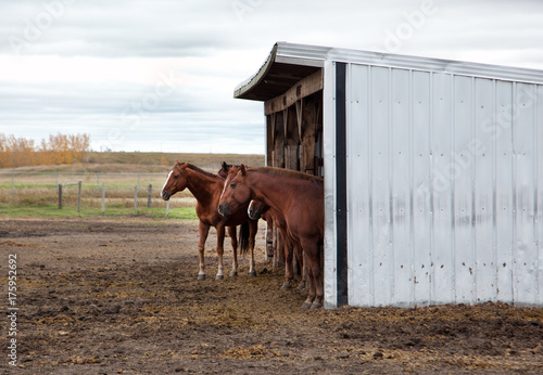 a group or team of horses
