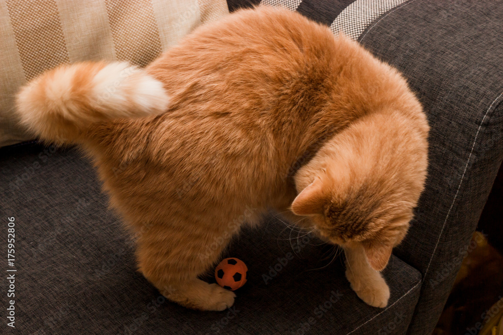 Curious red cat Curious red cat