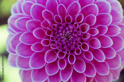 Symmetrical pink flower