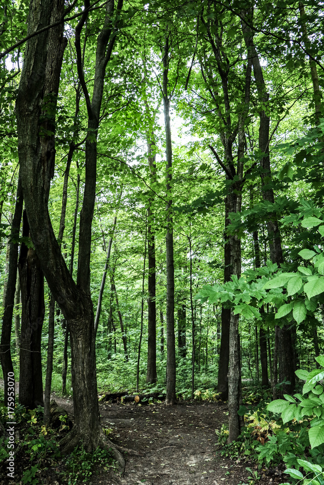A clearing in the lush forest A clearing in the lush forest