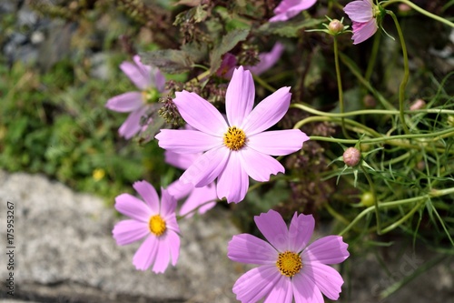コスモスの花
