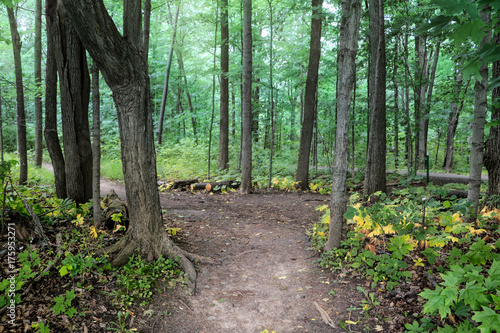 A clearing in the forest