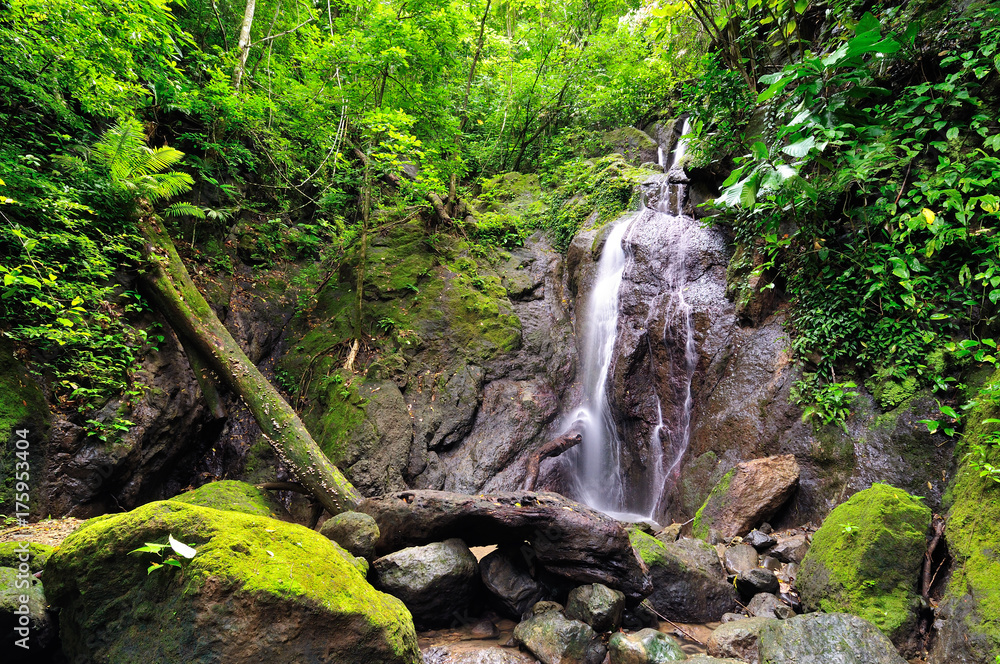 Fototapeta premium Jungle in the borderland of Colombia and Panama