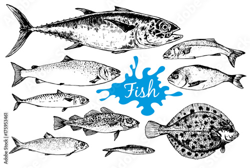 Hand drawn seafood collection with fishes