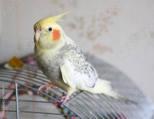 Portrait of Cockatiel (Nymphicus hollandicus)