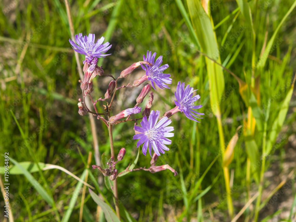 Siberian Lettuce or Lactuca Sibirica flowers macro, selective focus, shallow DOF Siberian Lettuce or Lactuca Sibirica flowers macro, selective focus, shallow DOF