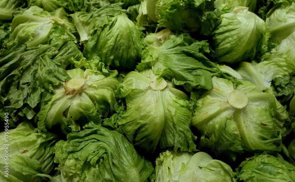Group of green cabbage in market Group of green cabbage in market