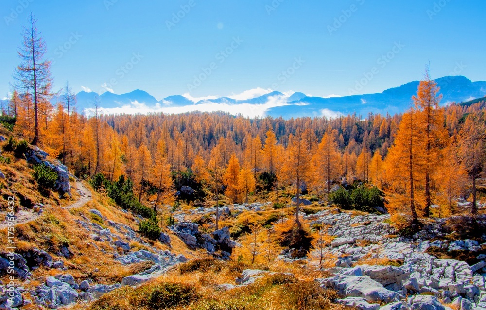Autumn in mountains near 7 lakes in Slovenia. Beaufitul trees and forest. 