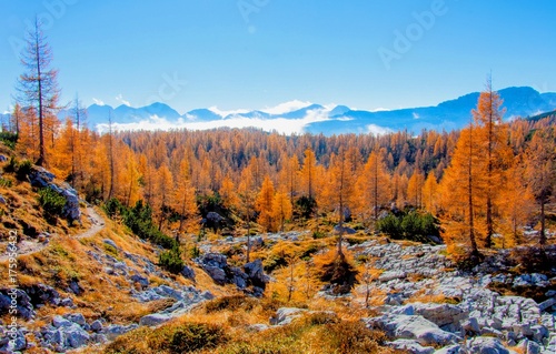 Autumn in mountains near 7 lakes in Slovenia. Beaufitul trees and forest. 